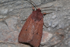 Xestia castanea