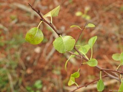 Pyrus bourgaeana