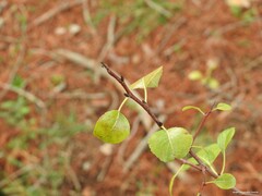 Pyrus bourgaeana