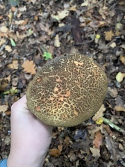 Xerocomellus chrysenteron