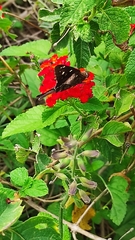 Eudaminae