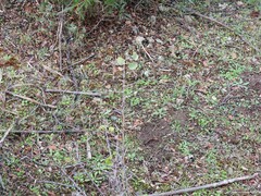 Pyrus bourgaeana