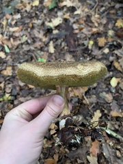 Xerocomellus chrysenteron