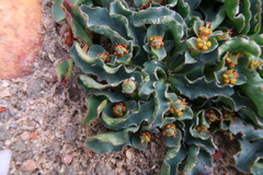 Euphorbia tuberosa