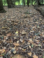 Xerocomellus chrysenteron