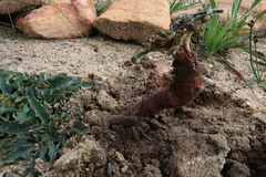 Euphorbia tuberosa