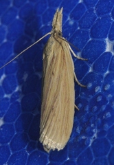 Ematheudes punctella