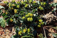 Euphorbia tuberosa