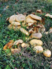 Cystoderma aureum