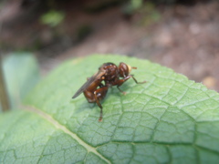 Sicus