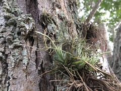 Tillandsia loliacea