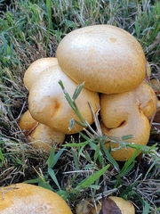 Cystoderma aureum