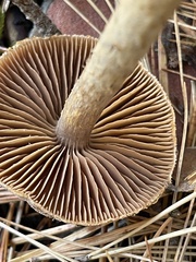 Psathyrella bipellis