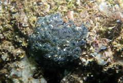 Distaplia bermudensis