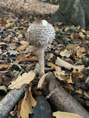 Chlorophyllum rhacodes