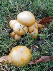 Cystoderma aureum