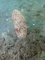Pinna nobilis