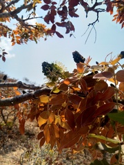 Brachystegia spiciformis