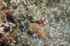 Hippocampus guttulatus