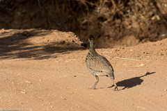 Pternistis leucoscepus