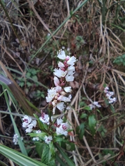 Persicaria jucunda