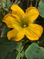 Cucurbita maxima