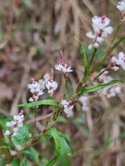 Persicaria jucunda