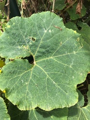 Cucurbita maxima