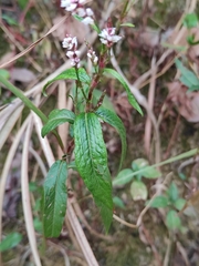 Persicaria jucunda