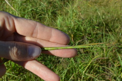 Rottboellia cochinchinensis