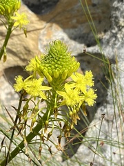 Bulbine abyssinica