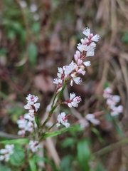 Persicaria jucunda