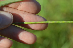 Rottboellia cochinchinensis
