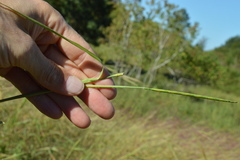 Rottboellia cochinchinensis