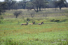 Blastocerus dichotomus
