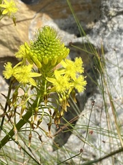 Bulbine abyssinica