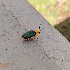 Cacoscelis marginata