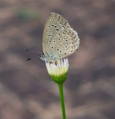 Zizeeria knysna knysna