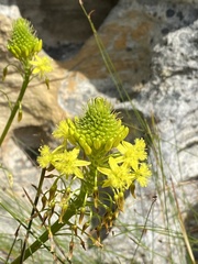Bulbine abyssinica