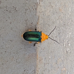 Cacoscelis marginata