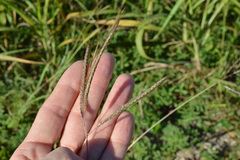 Dichanthium aristatum