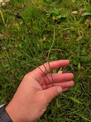 Hypochaeris radicata