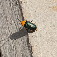 Cacoscelis marginata