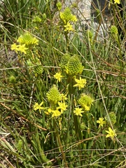 Bulbine abyssinica