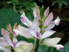 Polygala grandifolia