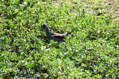 Porphyriops melanops