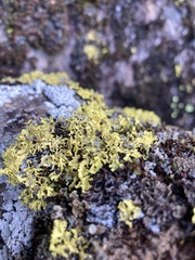 Vulpicida juniperinus