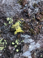 Vulpicida juniperinus