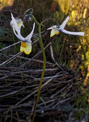 Nemesia cheiranthus