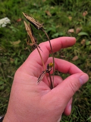 Hypochaeris radicata